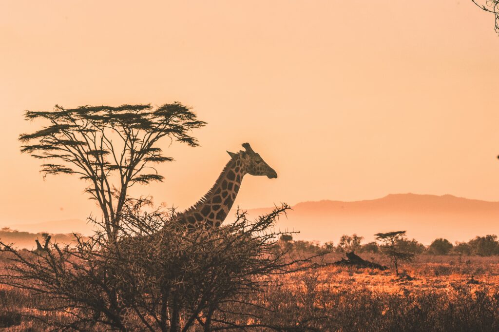 Rejseforsikring Afrika