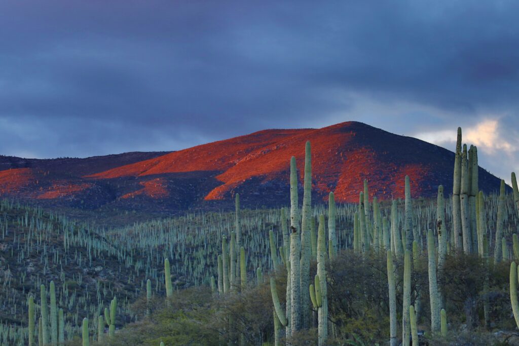 Rejseforsikring Mexico